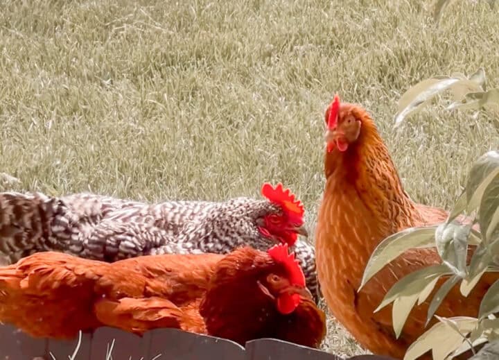 Beautiful view of Feeding Frozen-Thawed Eggs To Heritage Chicks