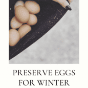 Pinterest Image preserving eggs for winter