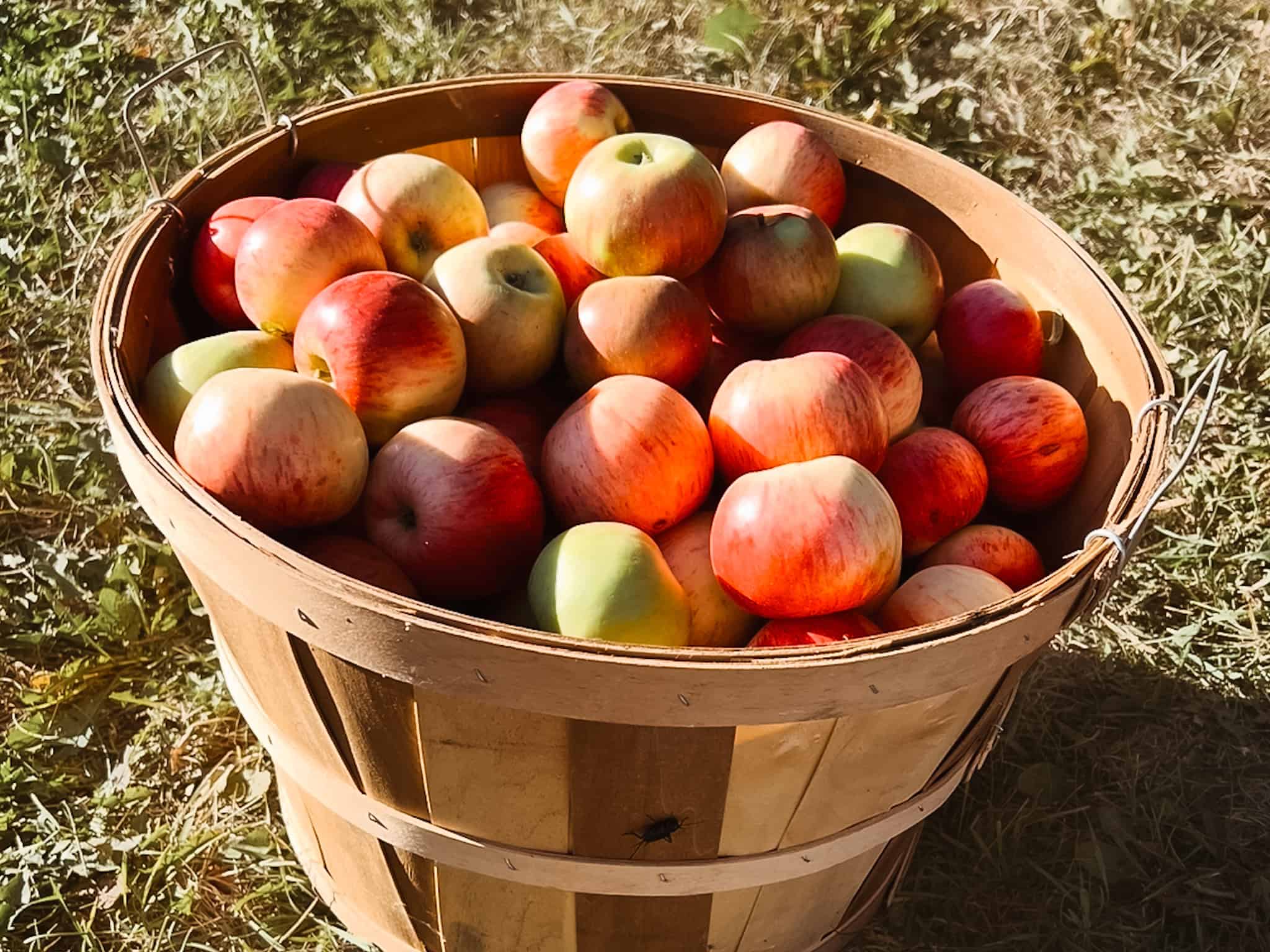 Bushel basket of apples