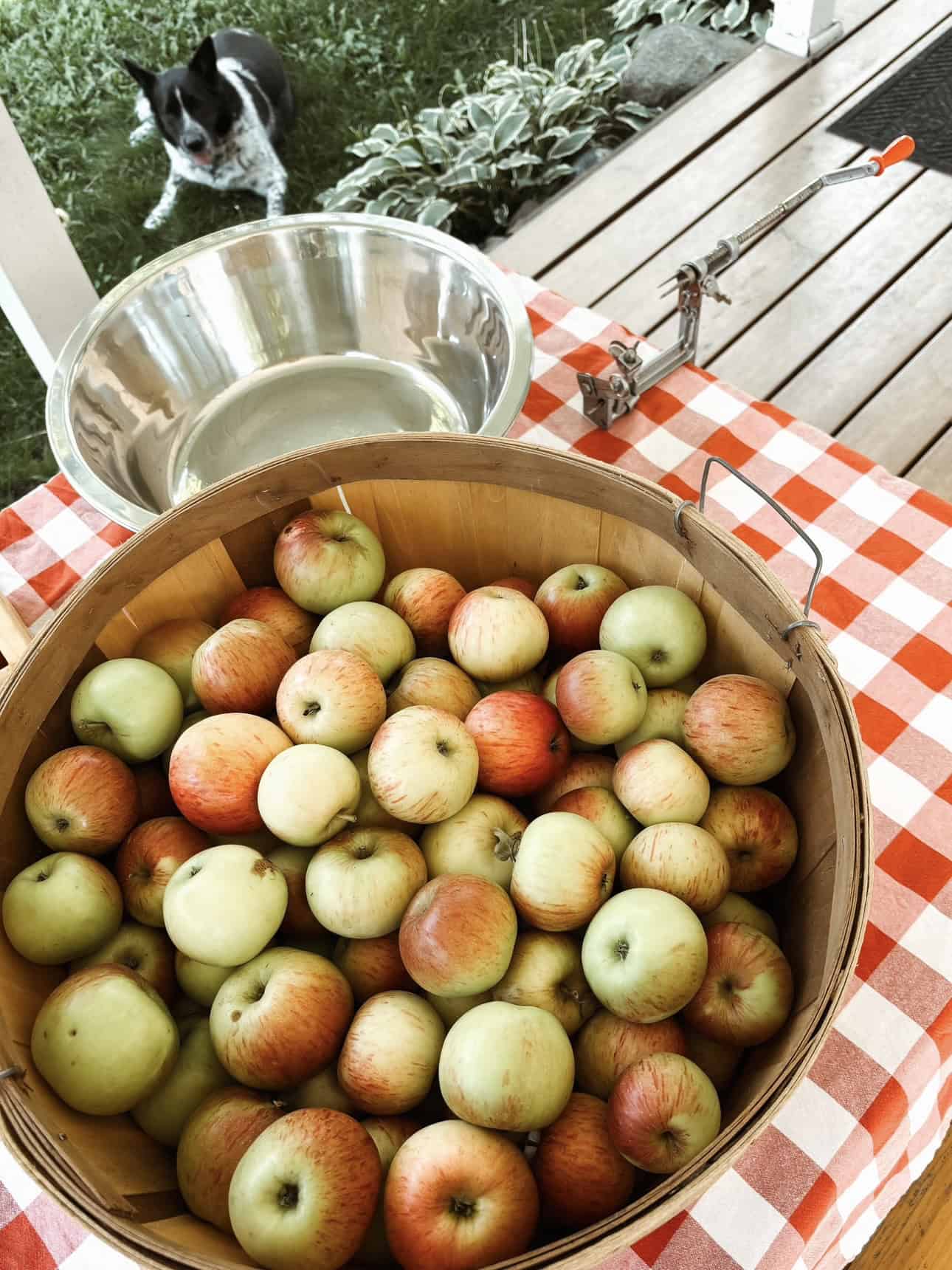 Apples on table to be processed for canning