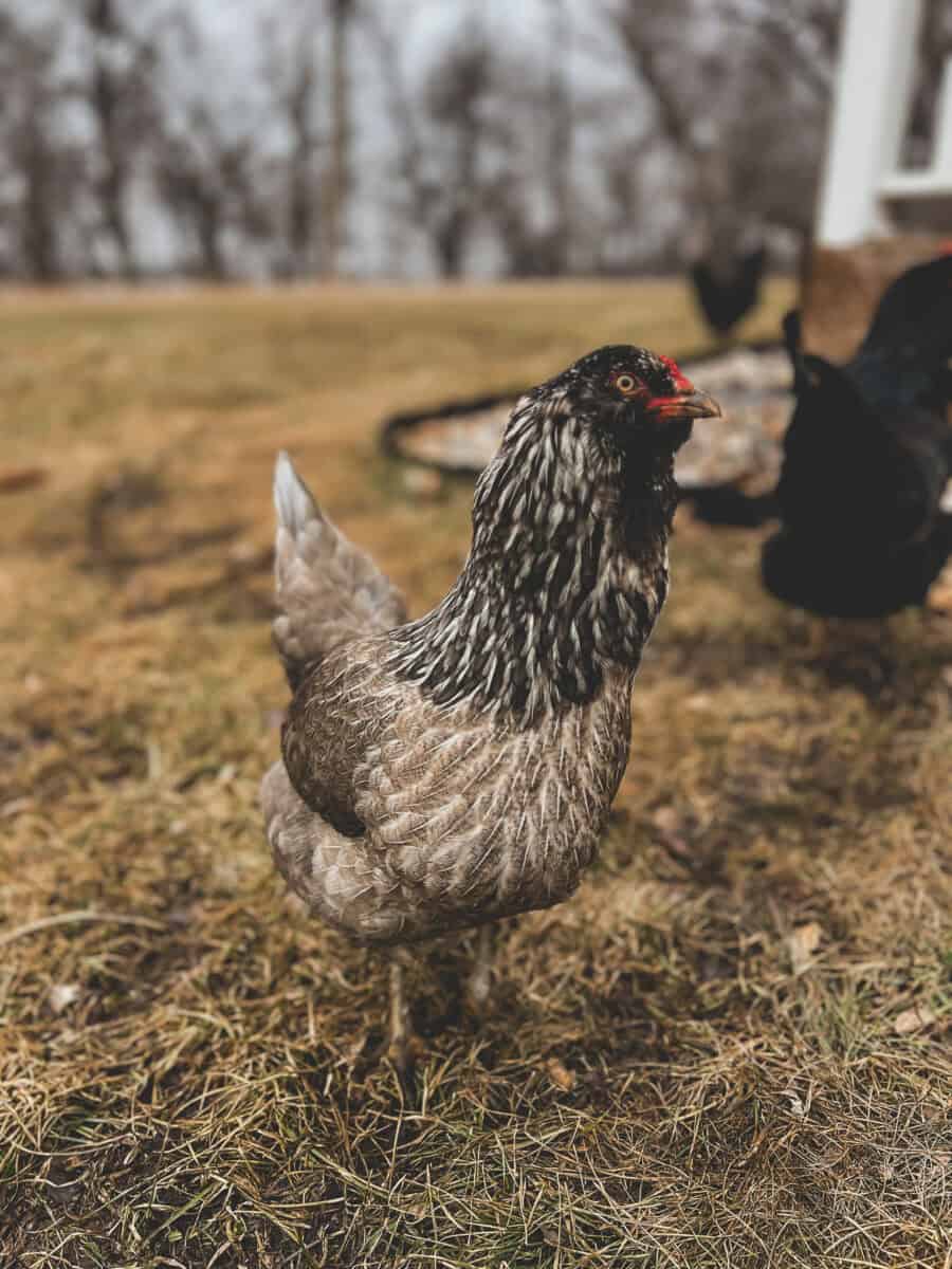 chicken to save money